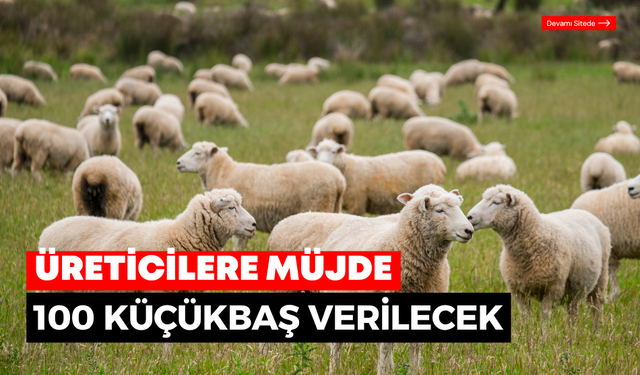 Destekleme başladı 100 küçükbaş verilecek