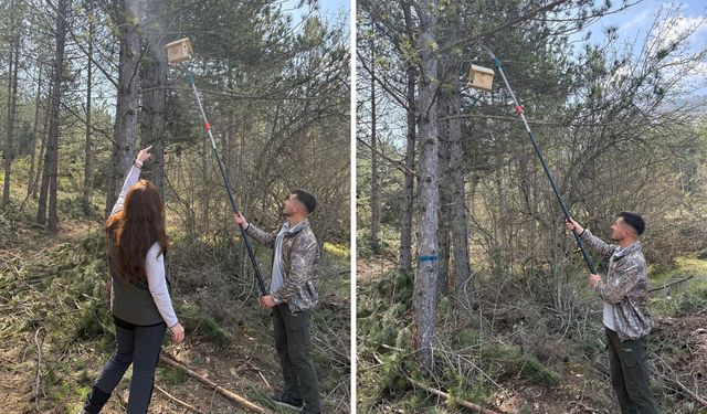 Mudurnu’da çam kabuk böceğine karşı feromon tuzaklı mücadele