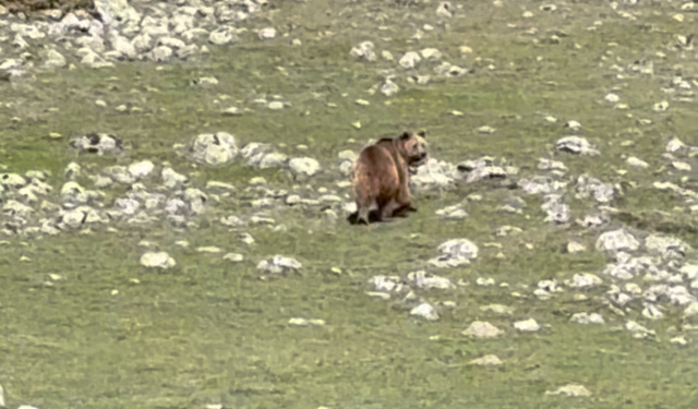 Bolu’da, yaralı bir ayı kayda alındı