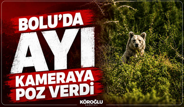 Bolu'da ayı kameraya poz verdi