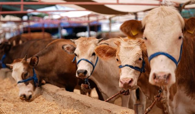 Bolu kurbanlık kesim fiyatı ve adresleri belli oldu