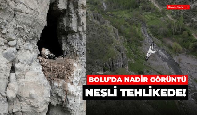 Nadir görüntü: Mısır Akbabası yuvasında kaydedildi