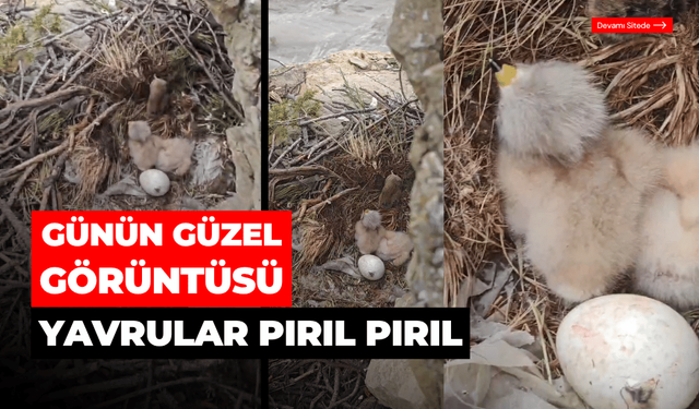 Günün güzel görüntüsü; yürüyüşçüler şahin yuvası buldu