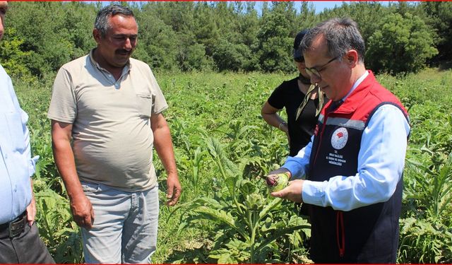 Bolu’da, enginar hasadı başladı