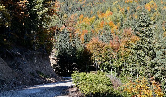 Bolu’da, ormanlara giriş yasağı için Temmuz ayı bekleniyor