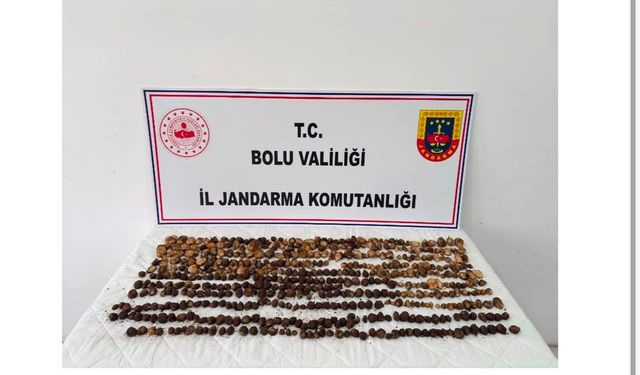 Bolu'da salep toplayanlara, milyonlarca lira ceza kesildi