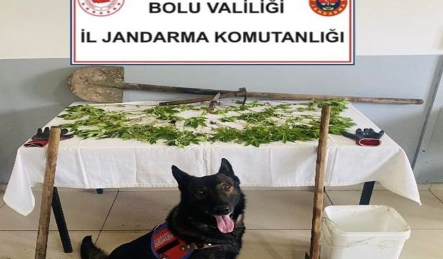 Bolu'da yasa dışı kenevir operasyonu: 1 tutuklama