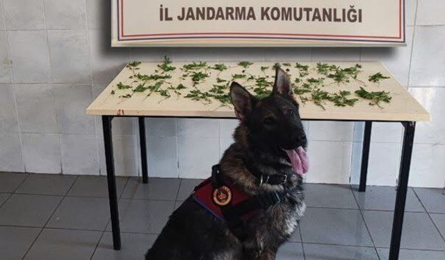 Bolu'da kenevir operasyonu: 3 tutuklama