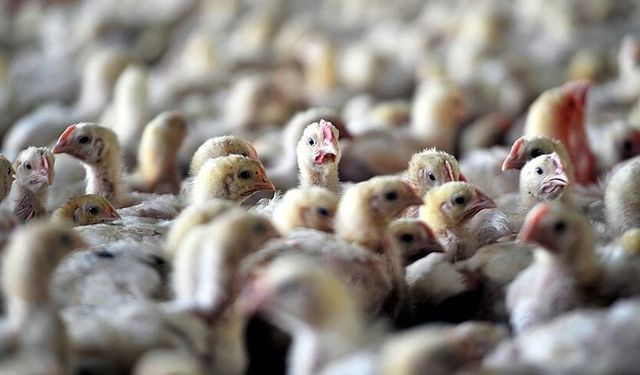 Bolu’da kuş gribi alarmı!