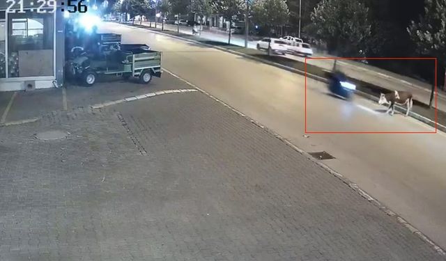 Motosikletin çarptığı inek, hayatını kaybetti