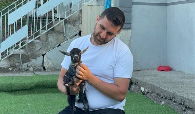 Pet shopa yem almaya giden çift, doğuştan yürüme engelli keçi yavrusunu sahiplendi