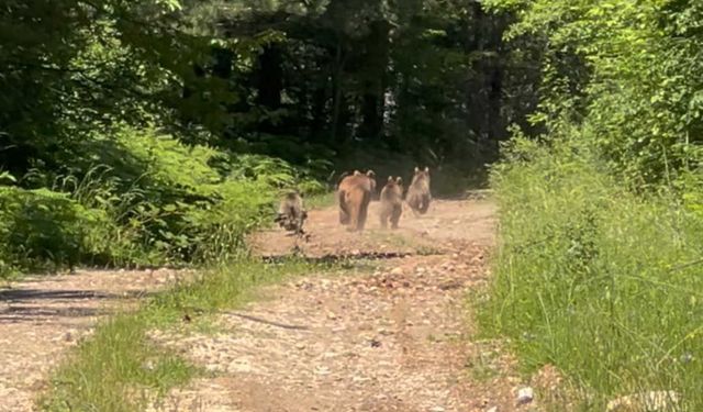 Bolu’da anne ayı ve 3 yavrusu görüntülendi