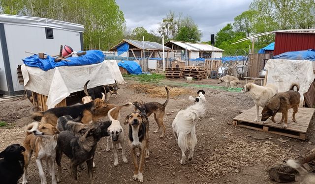 Bolu’da, hayvanseverler kendi imkanlarıyla bakımevi kurdu!