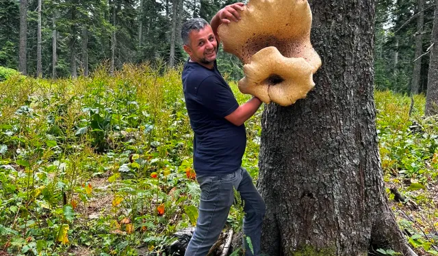 Düzce’de, Batı Karadeniz’in en büyük mantarı bulundu!