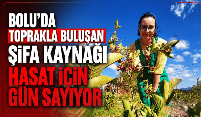 Kanser, şeker, tansiyonun doğal ilacı hasada hazırlanıyor