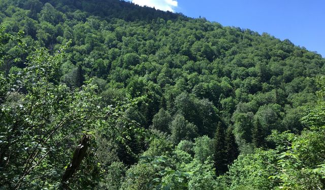 Bolu, Zonguldak, Düzce; Binlerce yıllık porsuk ağaçları tehlikede!