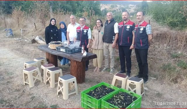 Bolu’da organik aronya hasadı başladı