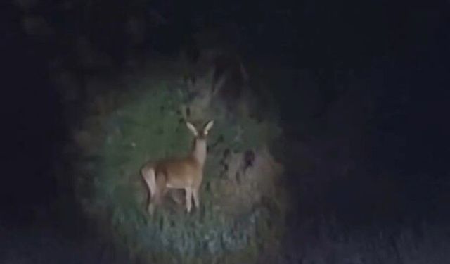 Bolu'da gece yarısı geyik sürprizi