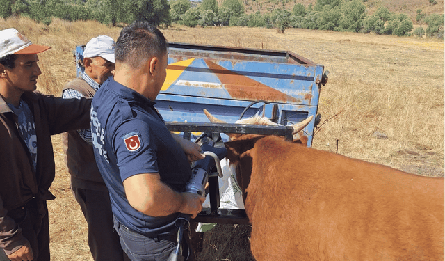 Bolu’da ineğin kafası tarım aletine sıkıştı