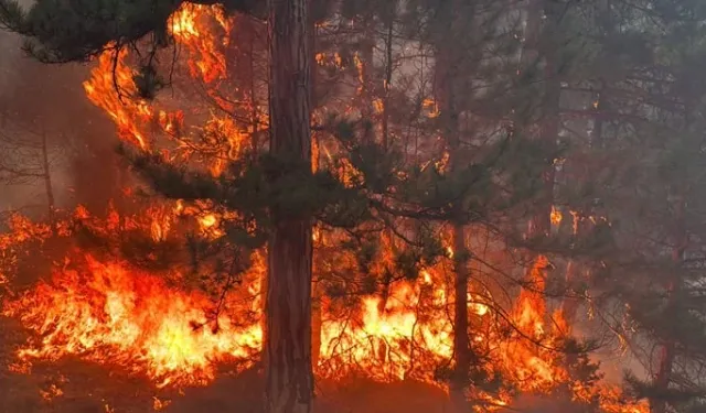 Bolu’da orman yangını! 3 helikopter havalandı, 94 personel sahada