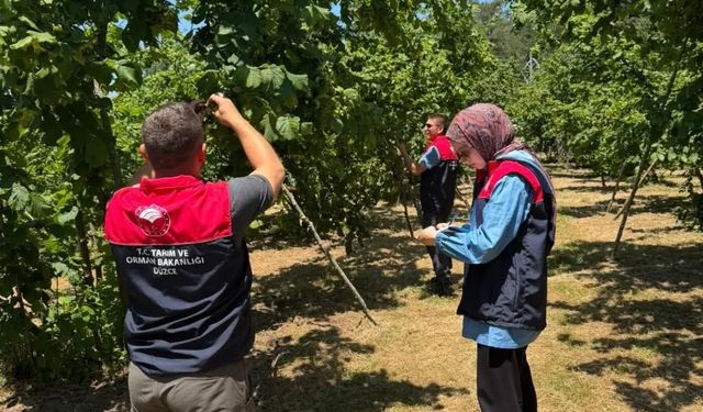 Düzce’de fındık hasadı 10 Ağustos’ta başlayacak