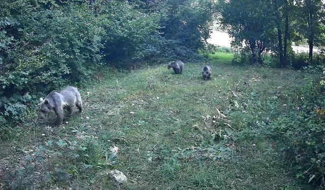 Bolu'da yaban hayatı kayda alındı
