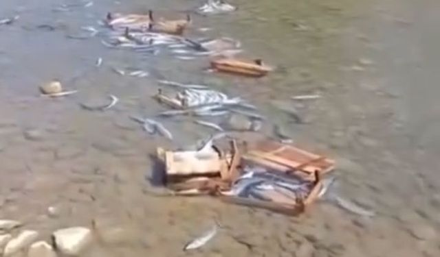 Palamudun fiyatı düşmesin diye yakalananları dereye döktüler!