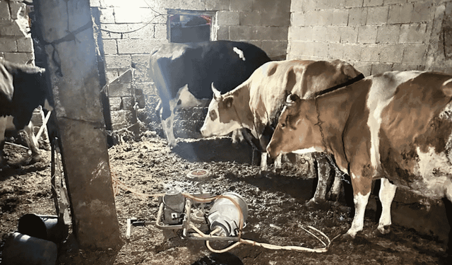 İnek sağarken elektrik akımına kapılan kadın hayatını kaybetti