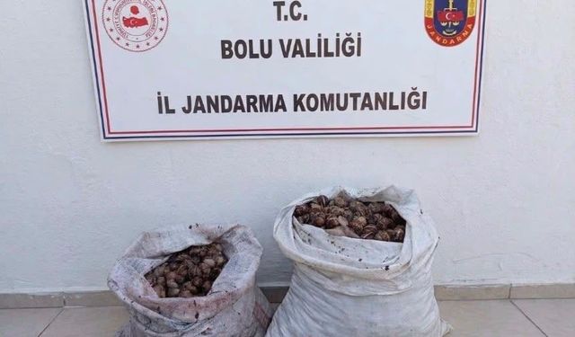 Bolu’da 60 kilo kaçak salyangoz yakalandı!