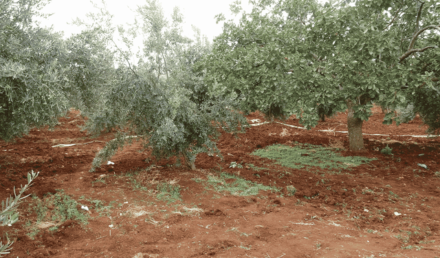 Traktörden düşerek hayatını kaybetti