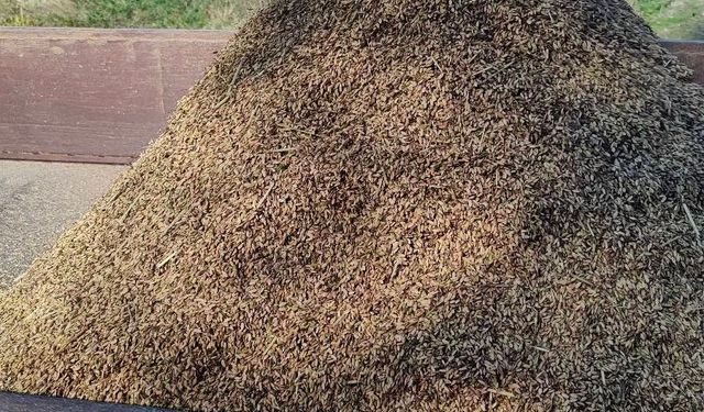 Bolu’da çeltik hasadı başladı!