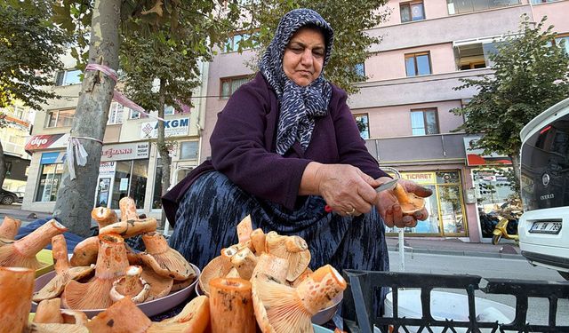 Bolu'da dağların gizli hazinesi 600 liraya satılıyor