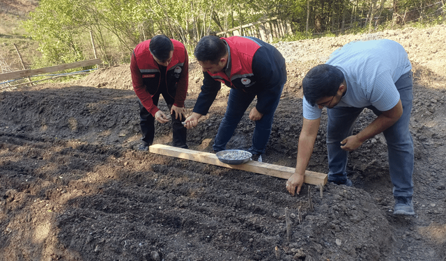 Yeniçağa'da alternatif tarımsal üretim için ilk kez salep ekildi