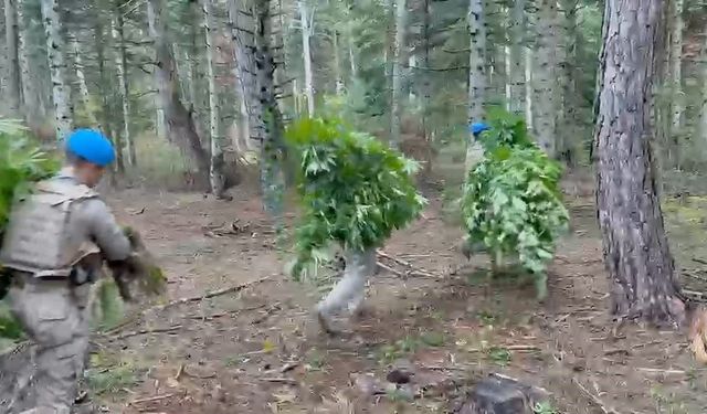 Ormanlık alanda ele geçirildi