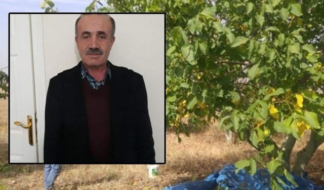 Ceviz toplamak için çıktığı ağaçtan düşen adam hayatını kaybetti