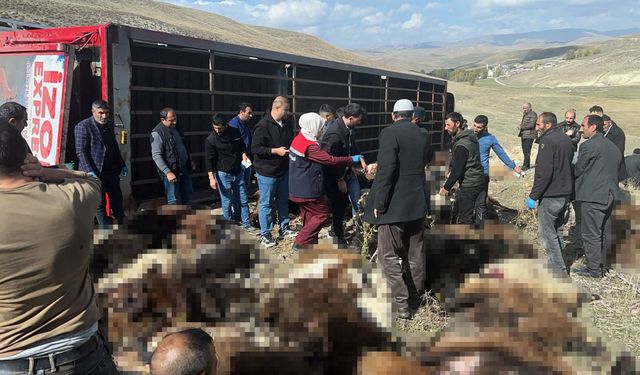 Hayvan yüklü tır devrildi: 130 küçükbaş hayvan telef oldu