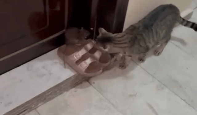 Kapısının önünde fareyle karşılaştı, kediye söz geçiremedi