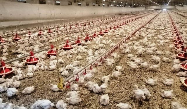Kümes sahiplerine ek süre verilecek mi? Bakanlığa önerge