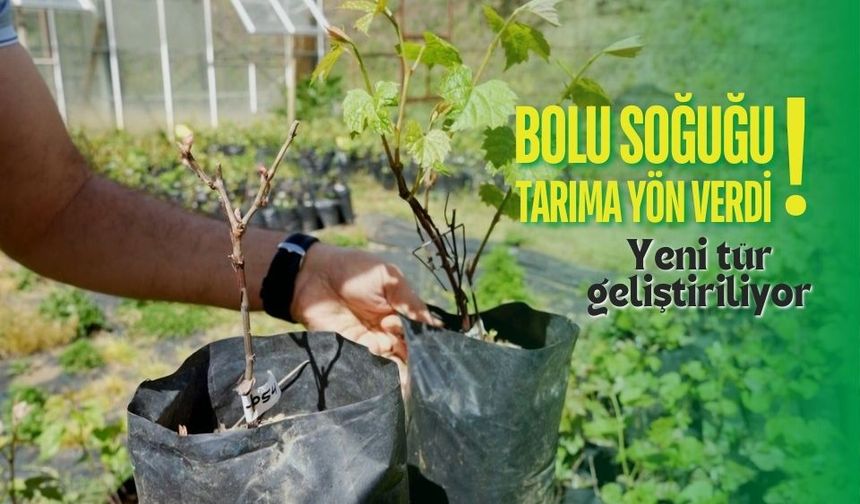 Bolu'daki soğuktan yola çıkan akademisyenler, yeni üzüm türü geliştiriyor
