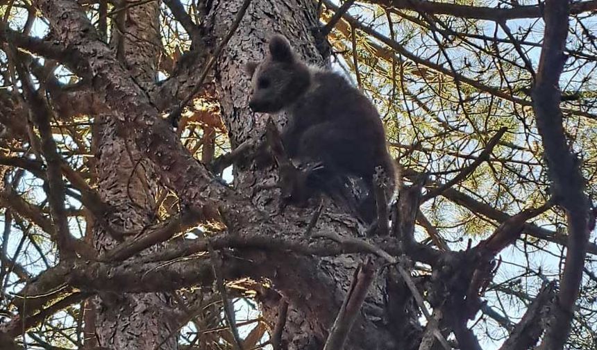 Yavru ayı korkudan ağaçta mahsur kaldı