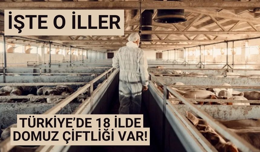 Türkiye’de 18 ilde domuz çiftliği var!