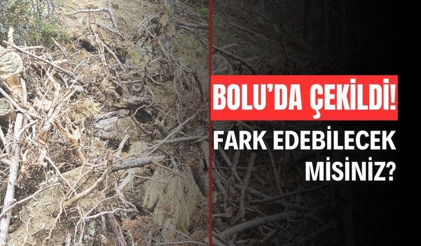 Yavrularıyla beraber gizlenen vaşağın kamuflaj yeteneği, şaşırttı!