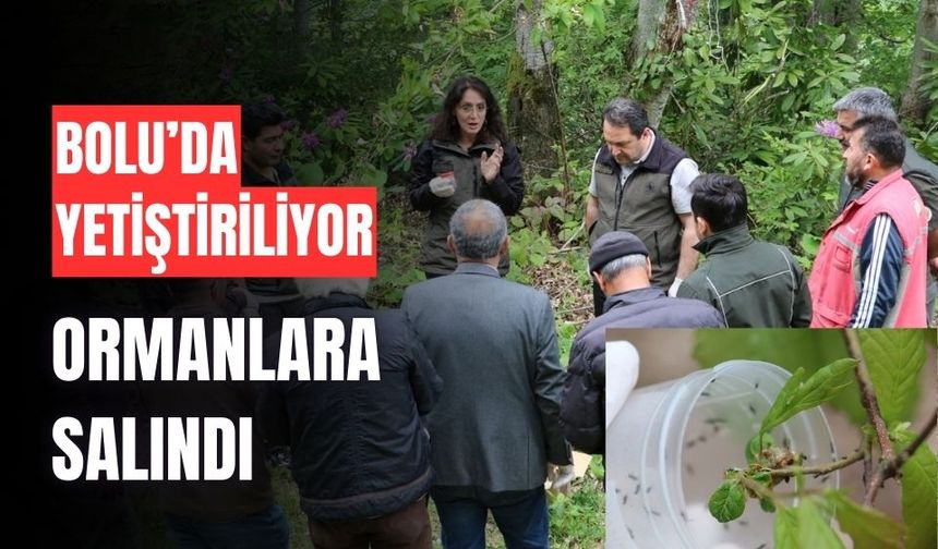 Bolu'da yetiştirilen böcekler, doğayı koruyacak
