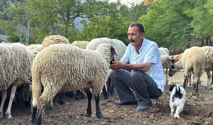 Bartın'da çiftçi, koyunlarını kurt saldırısından dronla korudu