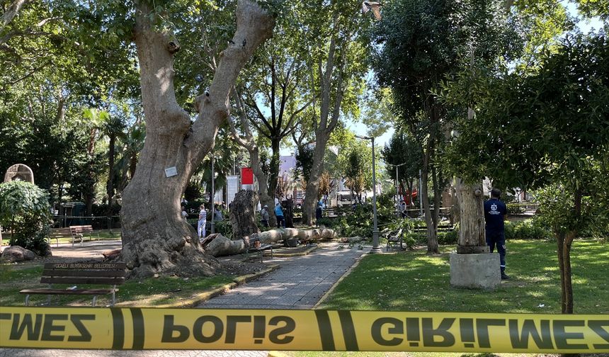 Kocaeli'de üzerlerine ağaçtan kopan dal düşen 3 kişi yaralandı