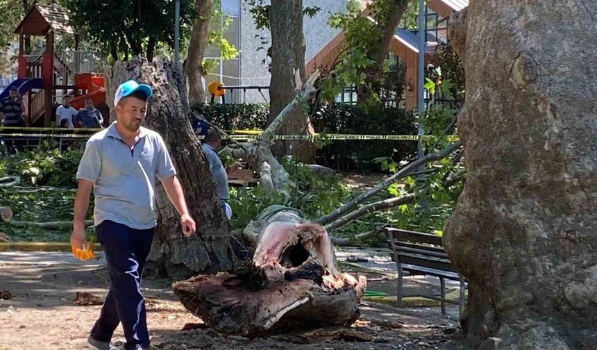 Çınar ağacının kırılan dalı üzerine düşen kişi hayatını kaybetti