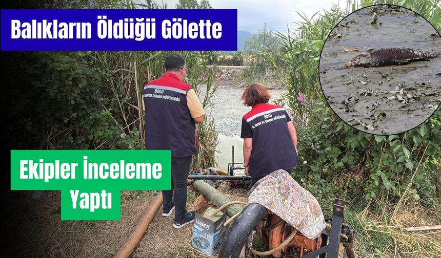Bolu'da balık ölümlerinin yaşandığı gölde ekipler inceleme yaptı
