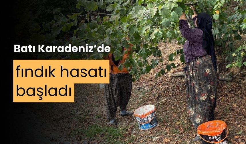 Fındık üreticileri hasat yapmaya başladı