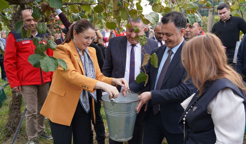 Bartın'da kivi hasat şenliği düzenlendi