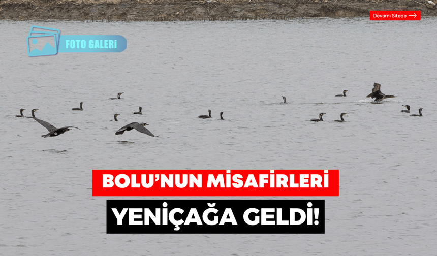 Bolu'nun kuş cenneti, göçmen misafirlerini ağırlıyor
